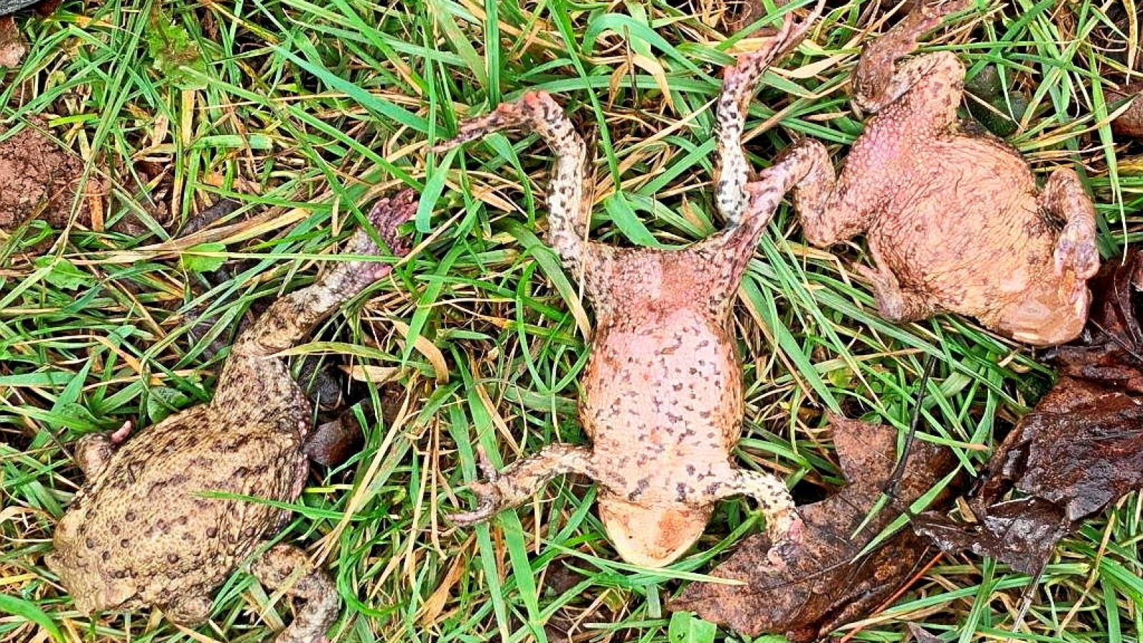 Krötensterben im Eichsfeld Tote Tiere auch bei Wingerode entdeckt