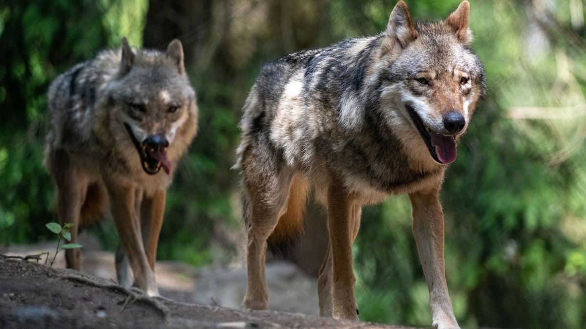 Seit er nicht mehr bejagt werden darf, siedelt sich der Wolf wieder in Deutschland an - und polarisiert wie kein anderes Tier.