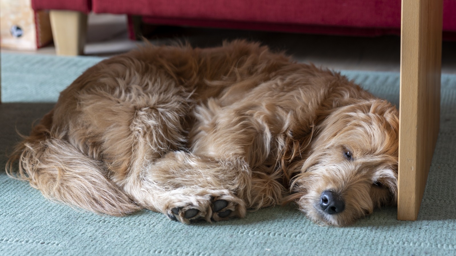 Zeckenbiss bei Hund Tipps gegen tödliche Hundemalaria