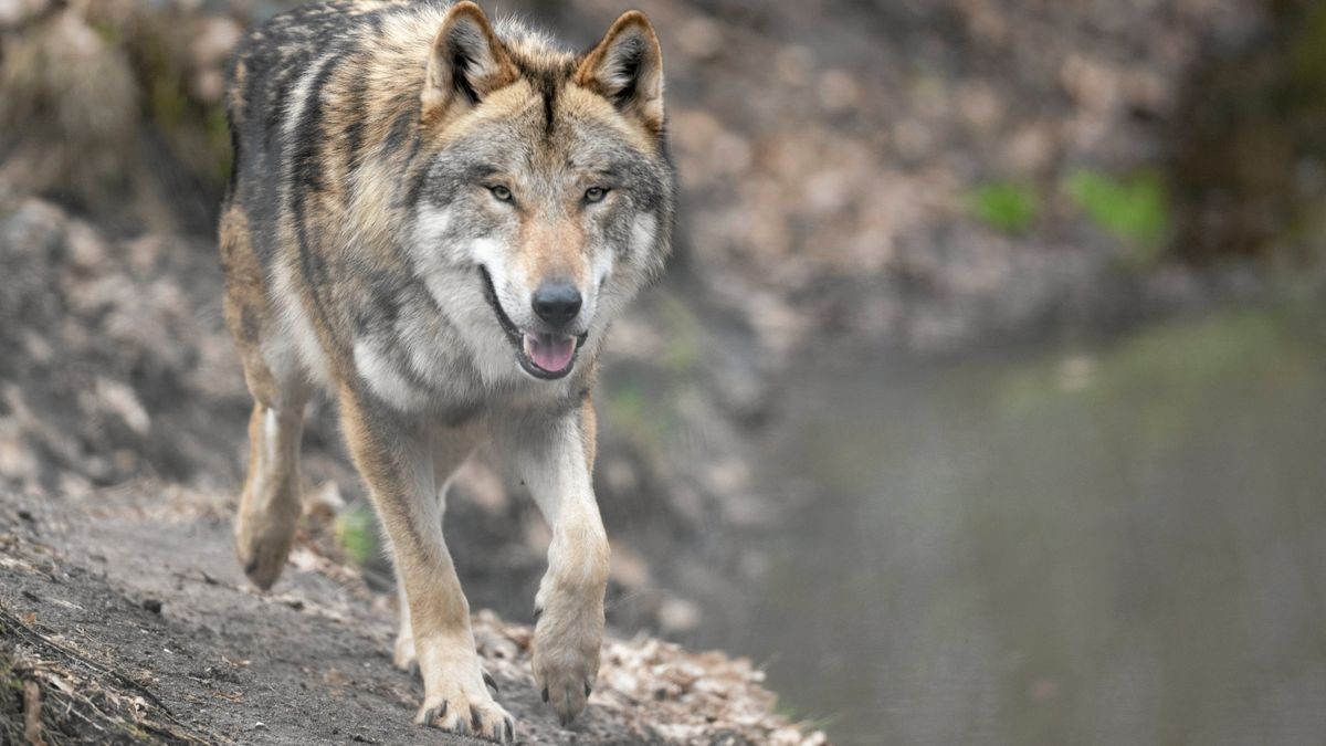 Ein Wolf läuft durch sein Gehege im Tierpark Hanau. In freier Wildbahn nimmt die Zahl der Wölfe deutschlandweit kontinuierlich zu – mit allen Konsequenzen.