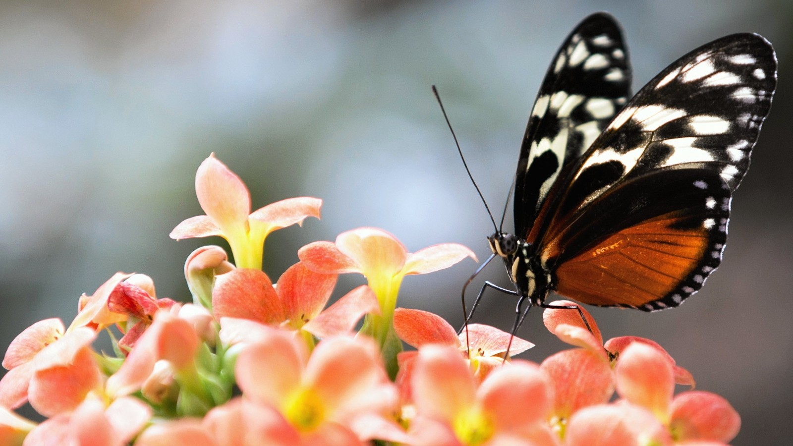 Ausflugstipp Sachsenwald Besonderes Naturschauspiel im Garten der