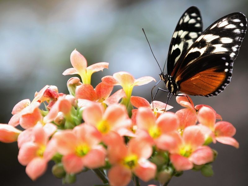 Ausflugstipp Sachsenwald Besonderes Naturschauspiel im Garten der