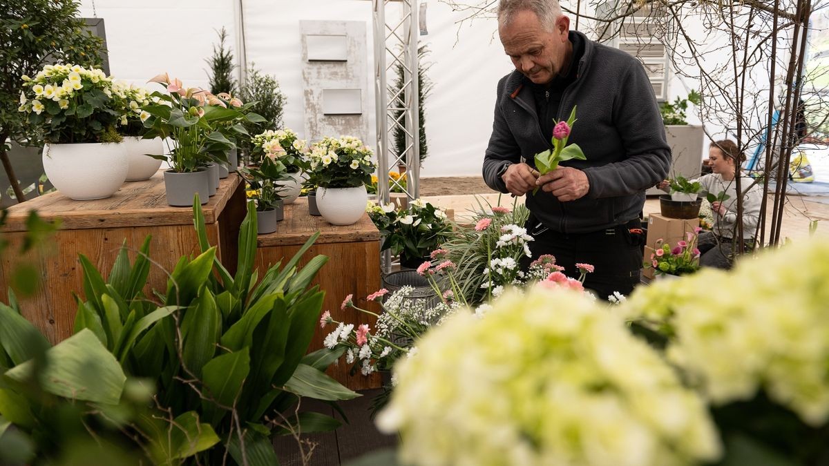 Gärtner Bert von der Forst schneidet Tulpen in einem Ausstellungszelt.