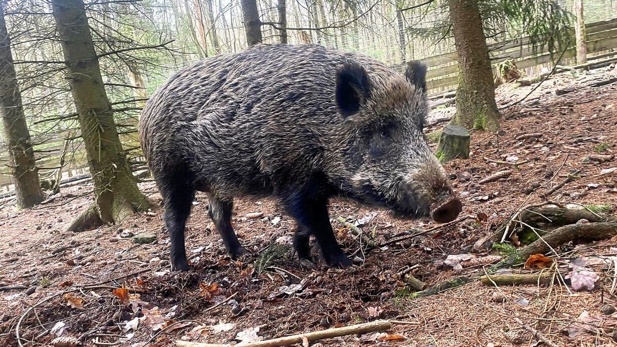 Für das Schwarzwild ist das Erregervirus der Aujeszki‘schen Krankheit (AK) nicht zwangsweise lebensbedrohlich – für Hund und Katze jedoch ganz sicher qualvoll und tödlich.