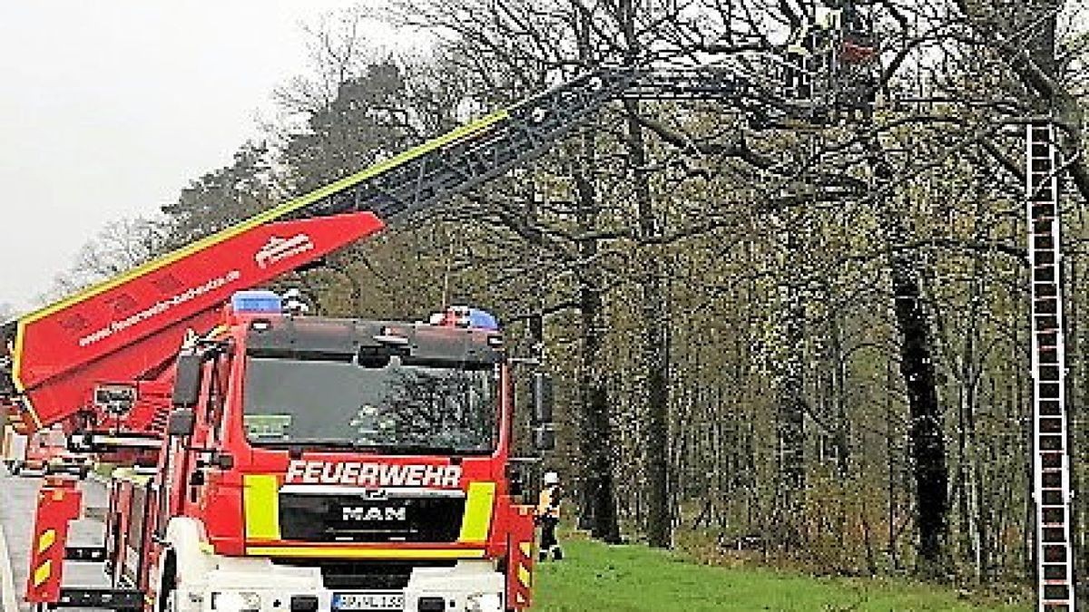 Die Steckleiter reichte nicht, nur mit dem Korb konnte das Kätzchen vom Baum geholt werden.