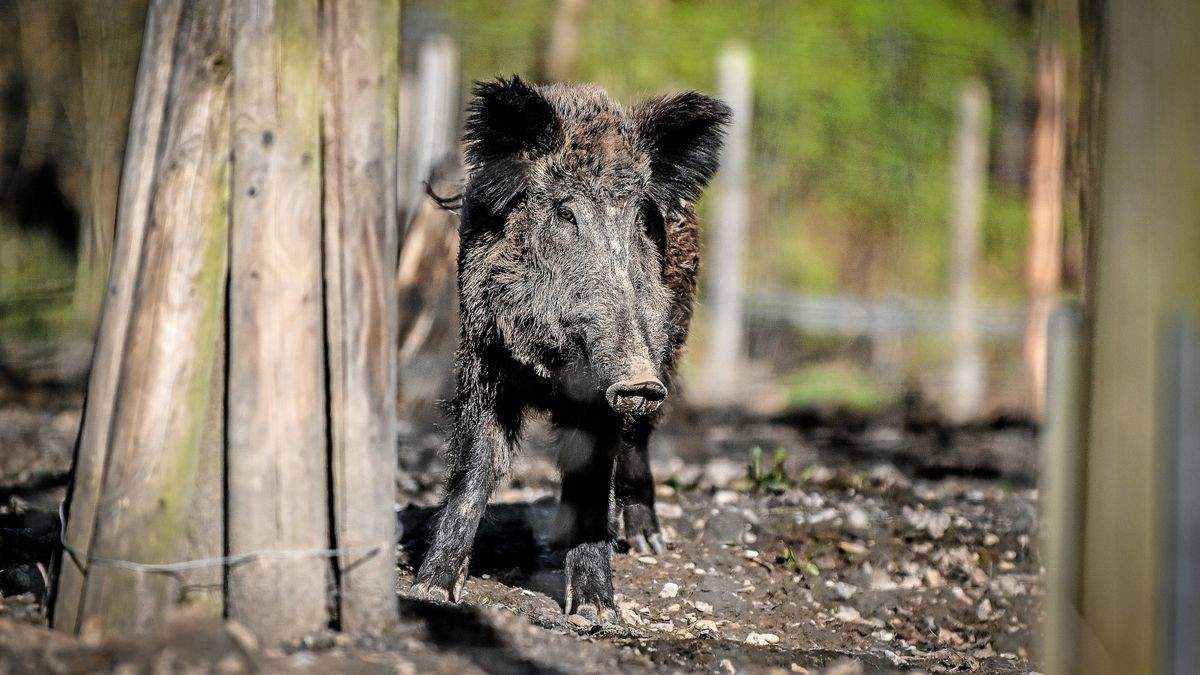 27.216 Wildschweine sind binnen eines Jahres in Thüringen von Jägern erlegt worden. (Symbolbild).