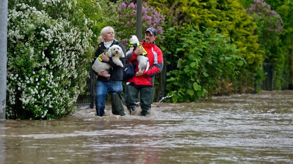 Mit Wathosen konnten Yvonne und Kai Fischer ihre beiden Hunde Cody und Charly, sowie Meerschweinchen und Vögel aus ihrer Tierheilpraxis im Wasserweg im Erfurter Ortsteil Bischleben retten. Im Gebäude stand das Wasser allerdings bis zu einem halben Meter. 