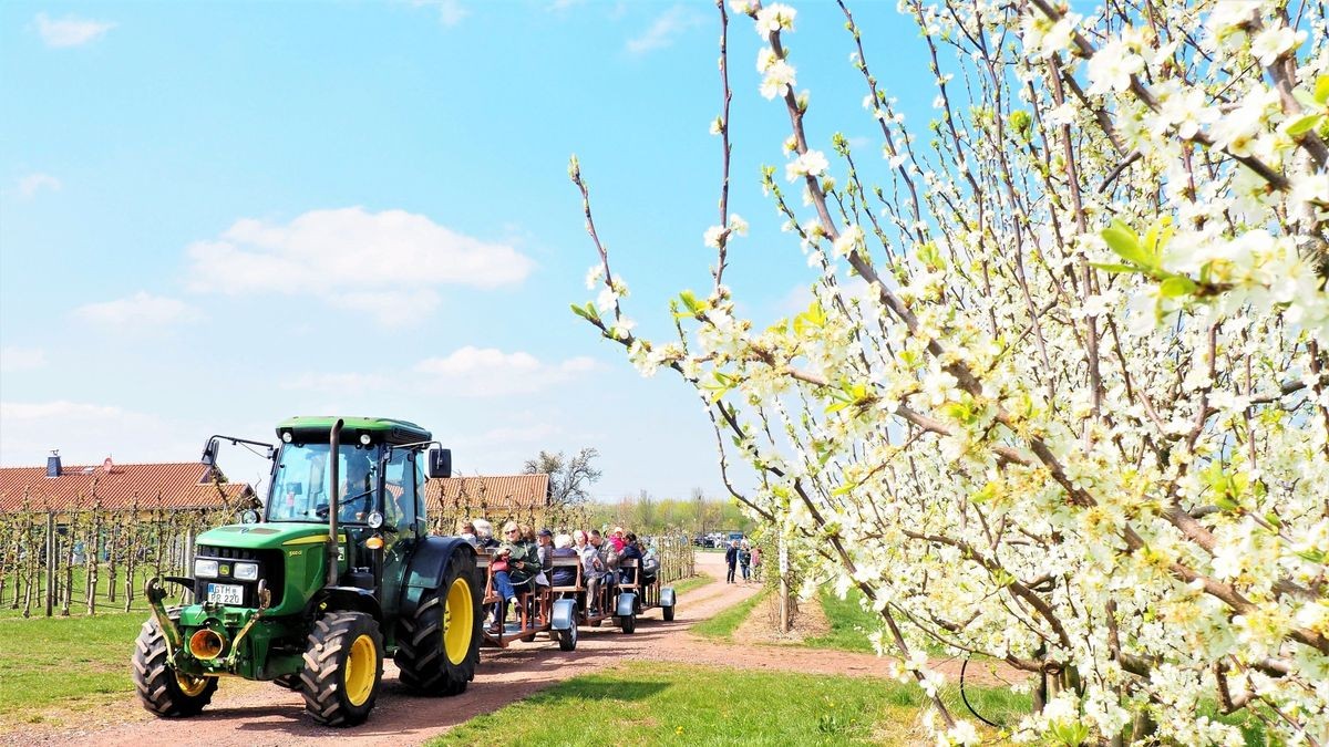 So feiert Gierstädt 125 Jahre Blütenfest