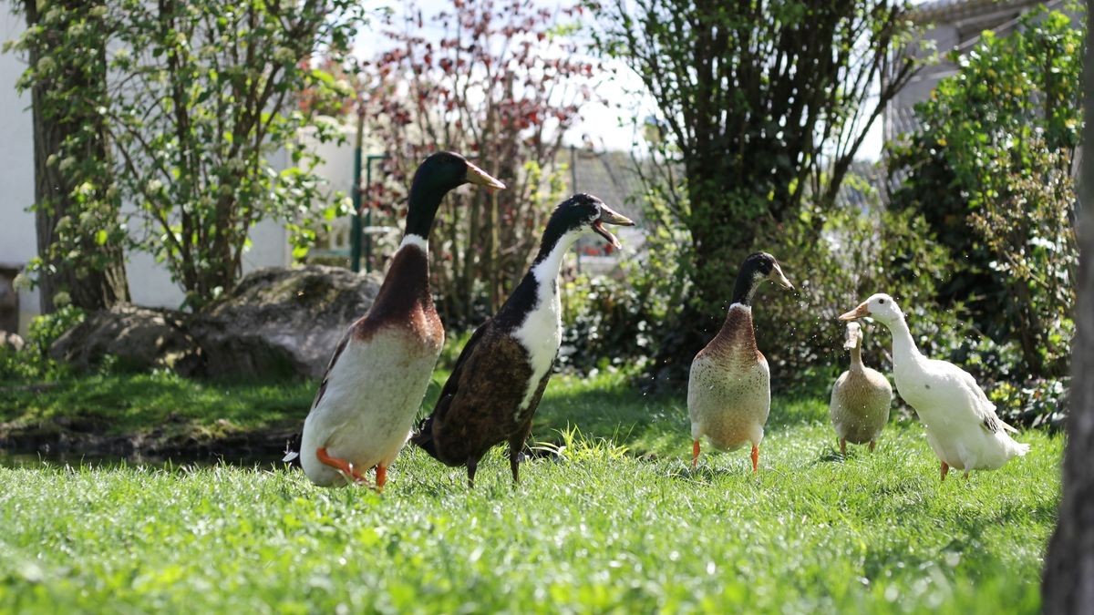 Sieben Enten, darunter zwei Laufenten, haben Unbekannte von einem Grundstück im Landkreis Gotha gestohlen (Symbolfoto).