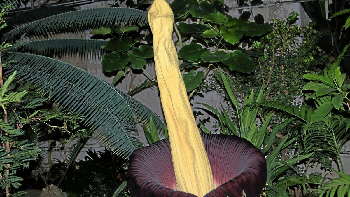 Riesige Stinkpflanze Blüte des Titanwurz in Göttingen sich