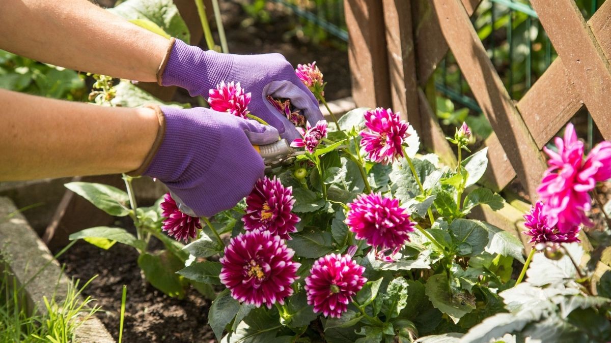 Dahlien pflanzen So setzen Sie die Sommerblumen richtig