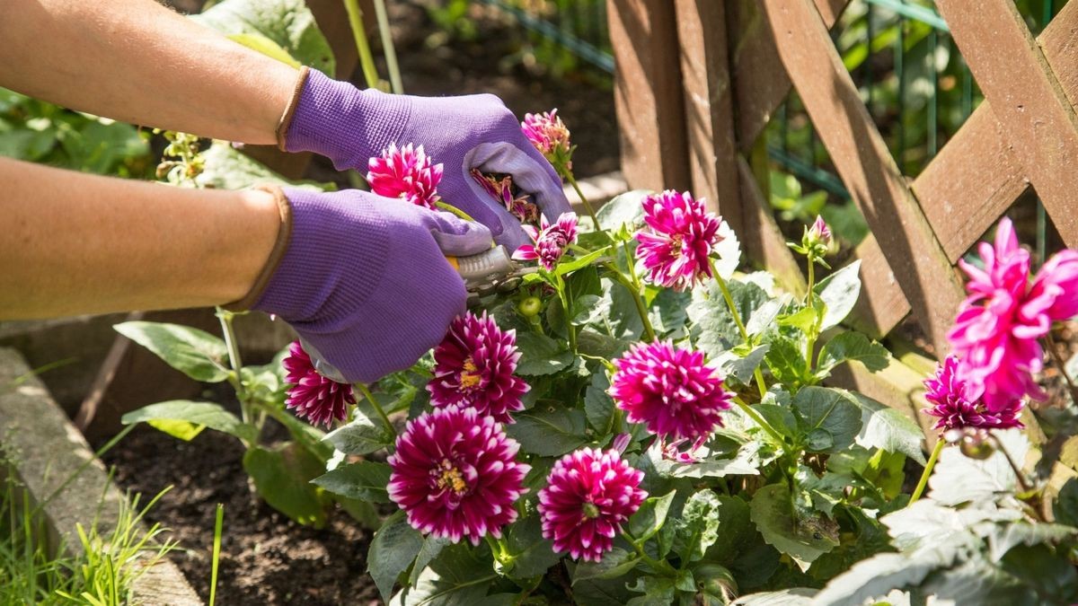 Tipp: Die welken Blüten der Dahlien abschneiden. Das regt die Pflanze an, immer wieder neue Knospen zu bilden.