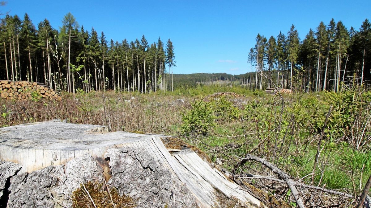 Der starke Befall durch den Borkenkäfer zwingt das Forstamt Finsterbergen dazu, an immer mehr Stellen die befallenen Fichten flächenhaft zu entnehmen, wie etwa hier am Hüllrod in Finsterbergen.