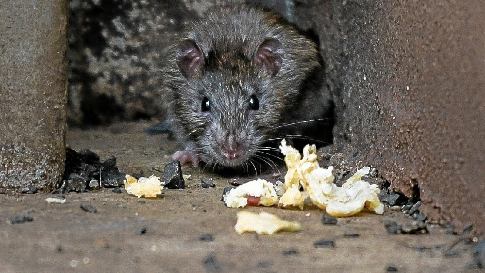 Rattenplage in Herne: Was jeder Bürger dagegen tun kann