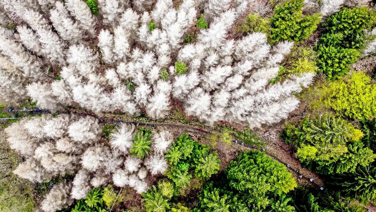 Beeindruckende Kulisse: Zwischen abgestorbenen und frisch wachsenden Bäumen wurde gelaufen.