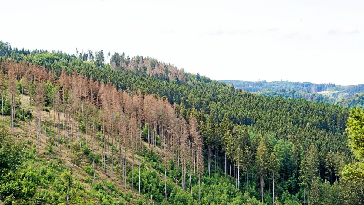 Waldschäden in Thüringen: Die Kahlflächen wie hier in Schleiz nehmen zu.