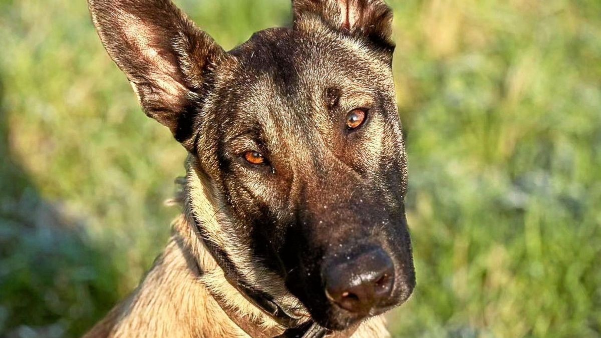 Der einjährige Malinois „Apollo“ aus dem Nordhäuser Tierheim erhält eine Chance bei der Hundestaffel der Nordhäuser Polizei.