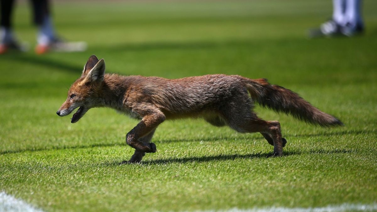 25 Minuten vor Spielbeginn hatte sich ein Fuchs ins Stadion verirrt. Er rannte auf dem Rasen herum und wurde anschließend von der Polizei eingefangen.