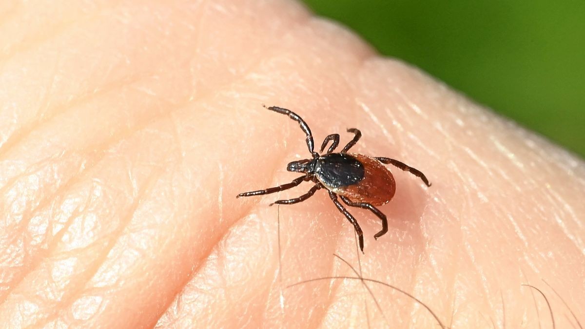 In Thüringen sind die Zecken bereits sehr aktiv. (Symbolfoto)