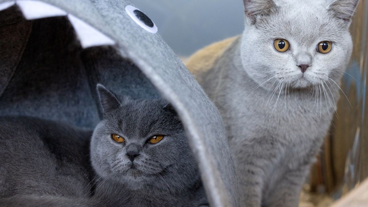 Zwei Britisch Kurzhaar Katzen sind bei der Rassehunde- und Rassekatzen-Ausstellung auf der Messe Erfurt zu sehen. 