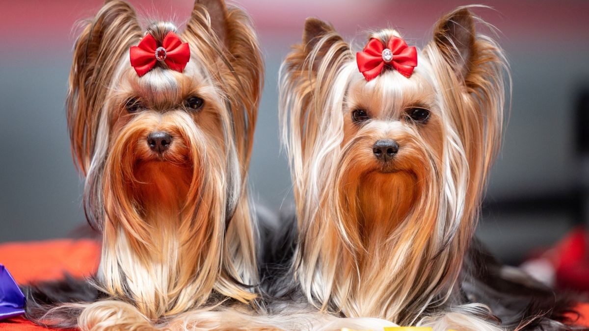 Zwei Yorkshire Terrier sitzen neben ihren Preisträger-Schleifen auf der Rassehunde- und Rassekatzen-Ausstellung auf der Messe Erfurt. 