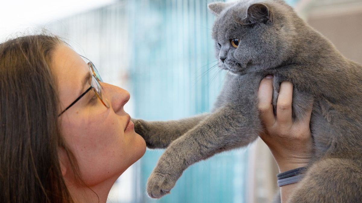 Mina-Lea Hesse hält eine Britisch Kurzhaar Katze bei der Rassehunde- und Rassekatzen-Ausstellung auf der Messe Erfurt. 