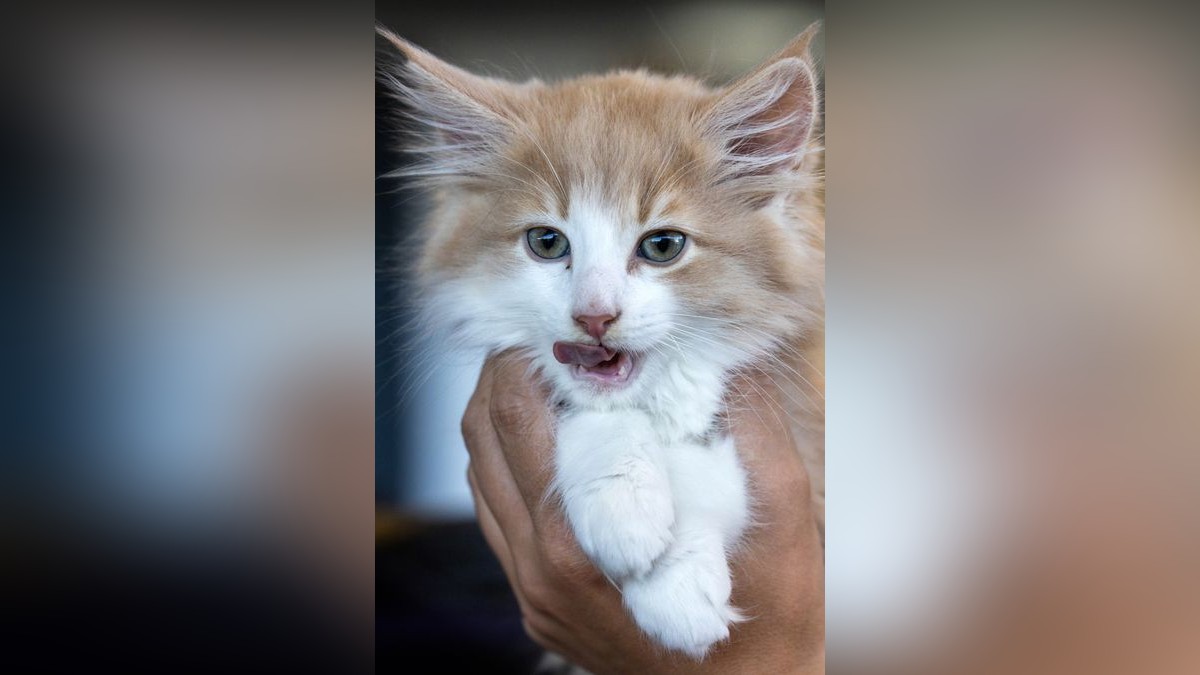 Eine Norwegische Wildkatze wird bei der Rassehunde- und Rassekatzen-Ausstellung auf der Messe Erfurt gezeigt. 