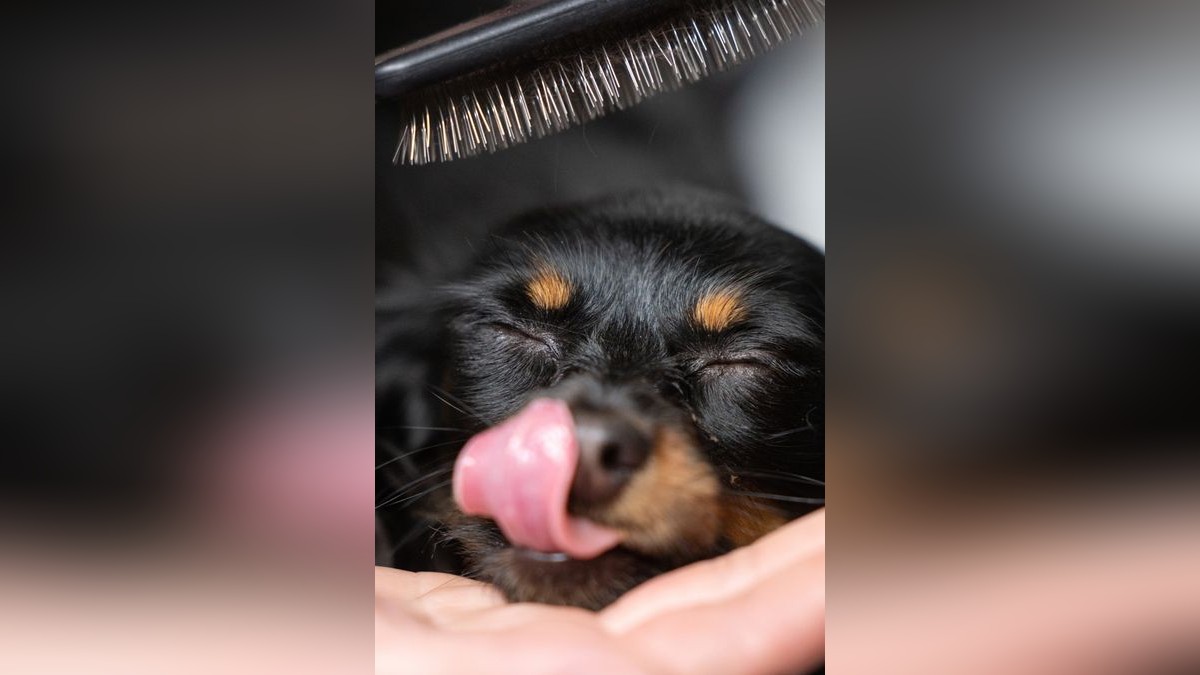 Ein russischer Zwerghund wird für die Bewertung auf der Rassehunde- und Rassekatzen-Ausstellung auf der Messe Erfurt vorbereitet. 