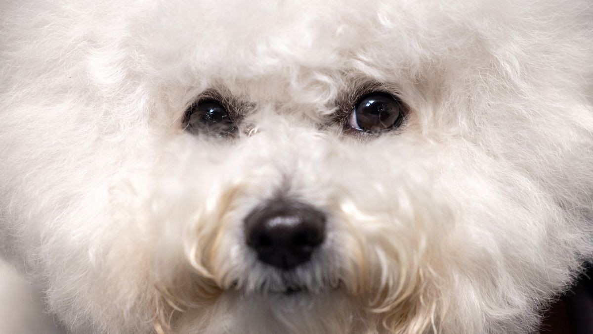 Ein ·Bichon à poil frisé· ist bei der Rassehunde- und Rassekatzen-Ausstellung auf der Messe Erfurt zu sehen. 