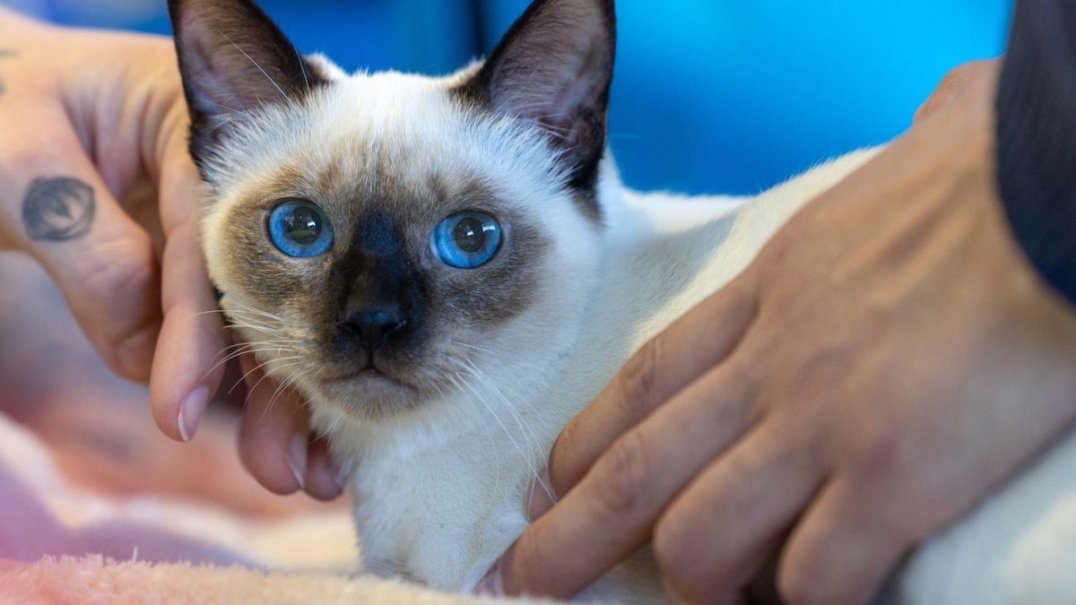 Eine Besucherin streichelt eine Thai Katze bei der Rassehunde- und Rassekatzen-Ausstellung auf der Messe Erfurt. 