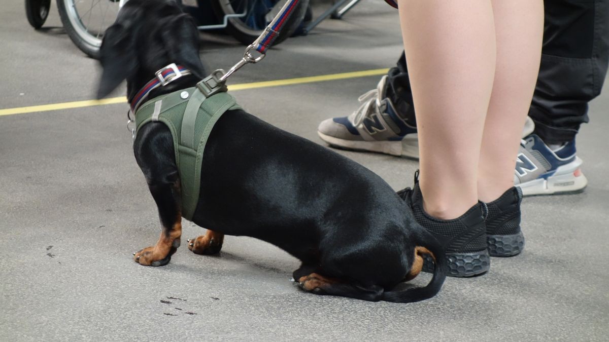 Spitz, Pudel und Dackel sind bestens vertreten. Einen Pekinesen sucht der Besucher der Erfurter Messe an diesem Wochenende auf der Rassehundeschau aber vergebens.