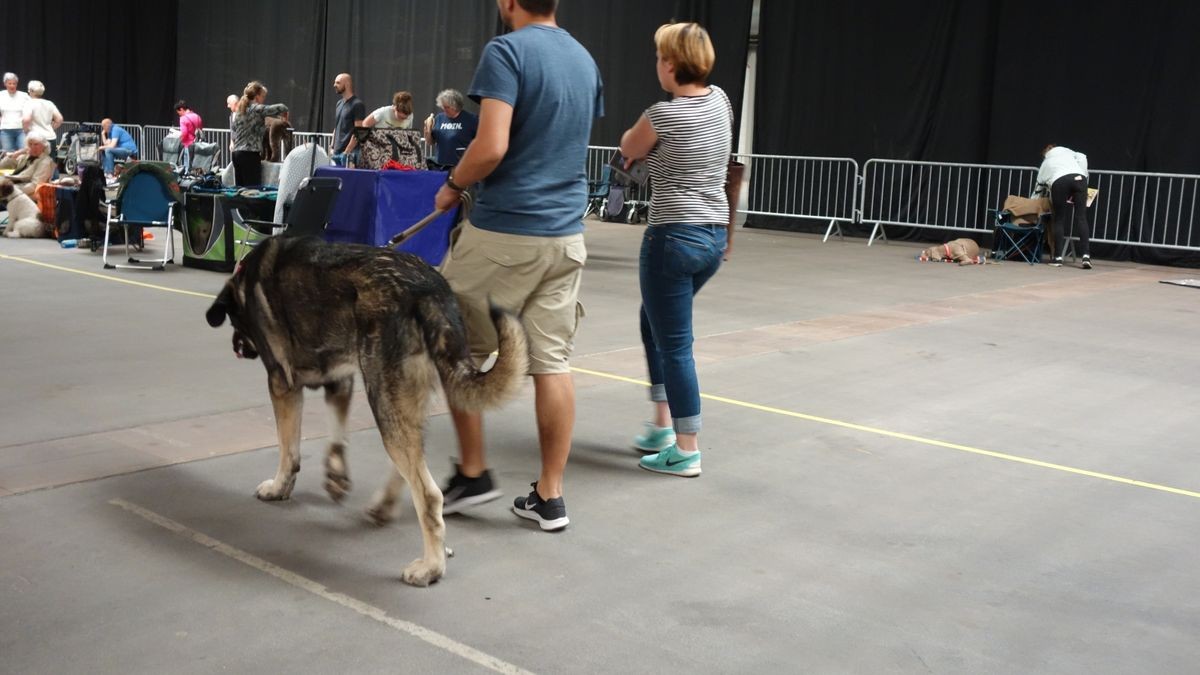 Die Rassehundeschau und die Rassekatzen-Ausstellung auf der Messe Erfurt sind auch in diesem Jahr die Klassentreffen der schönsten Vierbeiner. Die Resonanz bei Ausstellern und Zuschauern fiel aber deutlich geringer aus.