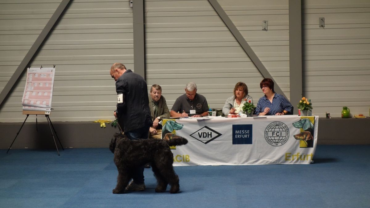 Die Rassehundeschau und die Rassekatzen-Ausstellung auf der Messe Erfurt sind auch in diesem Jahr die Klassentreffen der schönsten Vierbeiner. Die Resonanz bei Ausstellern und Zuschauern fiel aber deutlich geringer aus.