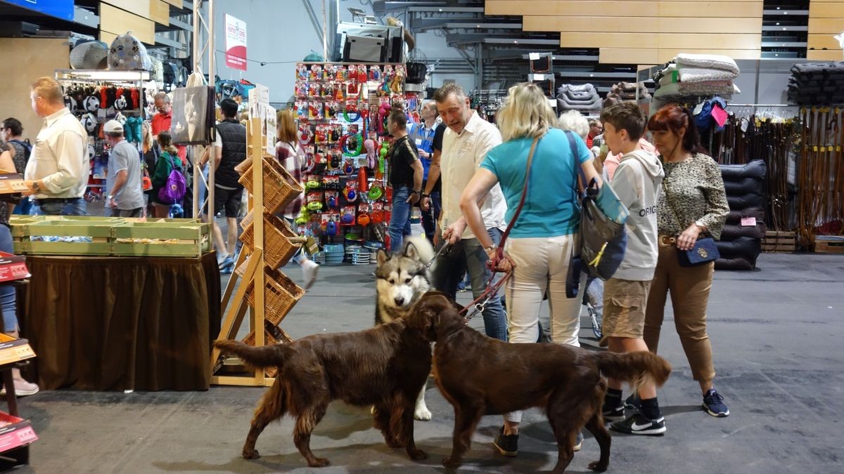 Die Rassehundeschau und die Rassekatzen-Ausstellung auf der Messe Erfurt sind auch in diesem Jahr die Klassentreffen der schönsten Vierbeiner. Die Resonanz bei Ausstellern und Zuschauern fiel aber deutlich geringer aus.