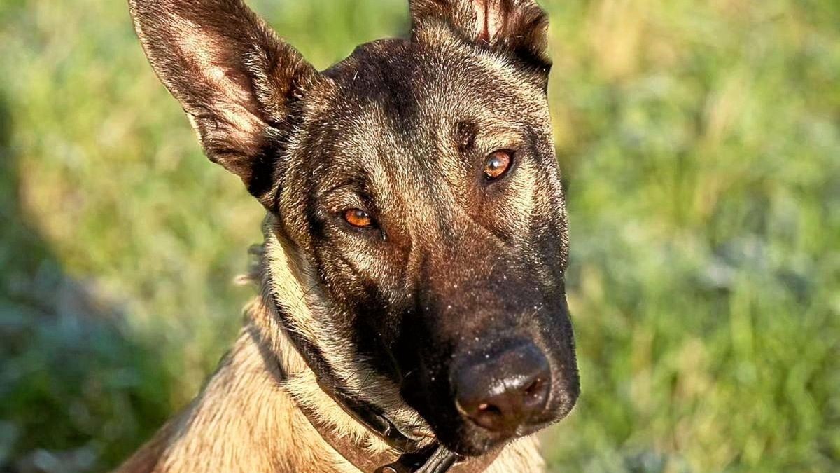 Der einjährige Malinois Apollo aus dem Nordhäuser Tierheim.