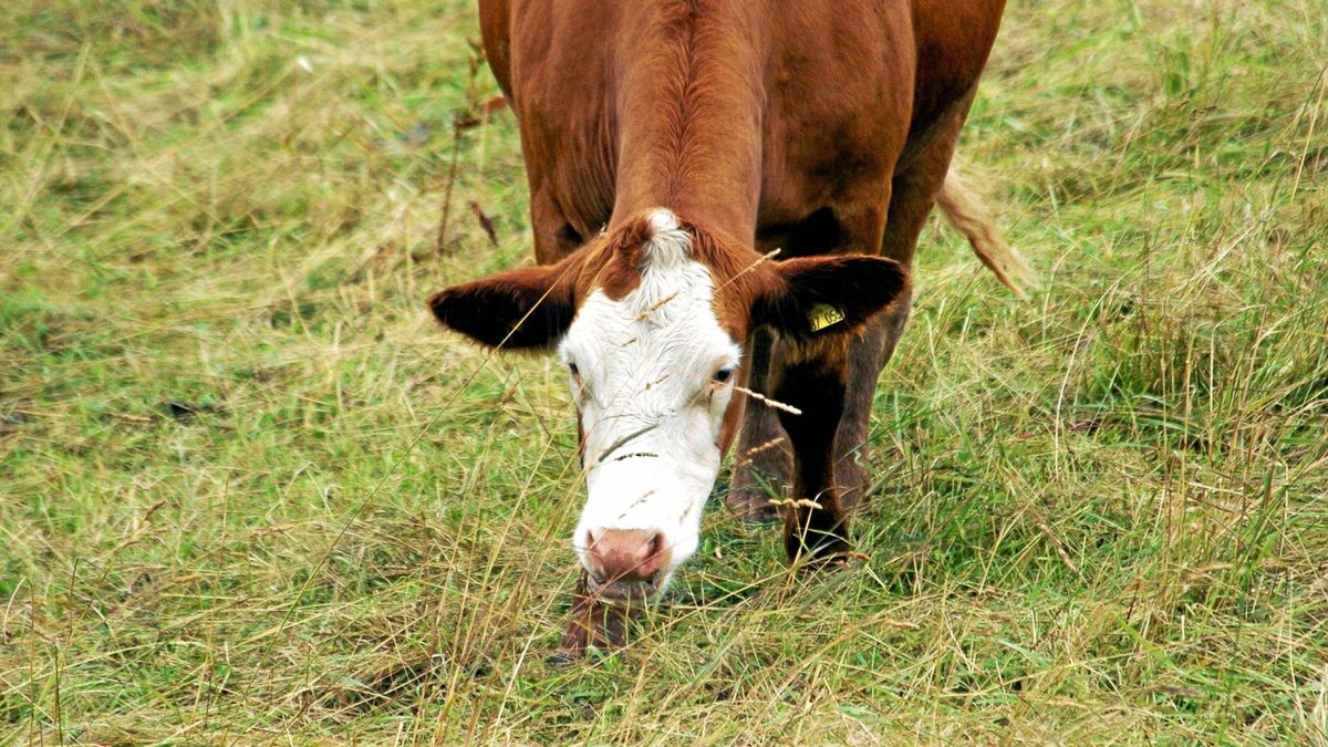 Die braun-weiße Flucht-Kuh Brunhilde stand am Dienstag allein auf einem Feld und wurde von einer Wanderin gesichtet (Symbolfoto).