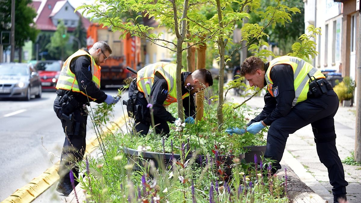 Die Erfurter Polizei erntete am Freitag Cannabis in der Clara-Zetkin-Straße.