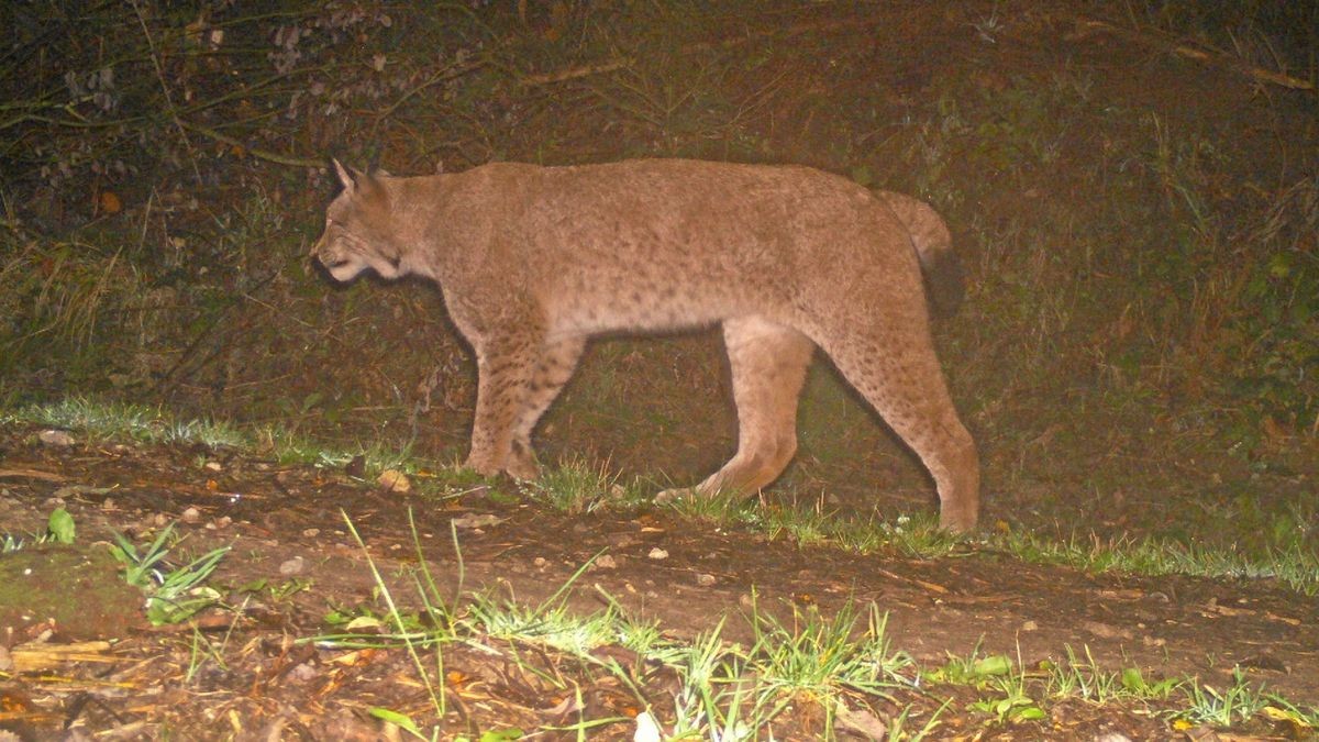 Die Arbeitsgruppe Naturschutzbiologie der Uni Göttingen untersucht im Auftrag des BUND Thüringen den Luchsbestand im Eichsfeld. Dabei entstand 2019 diese Aufnahme einer Wildkamera bei Bockelnhagen, unweit von Jützenbach. 