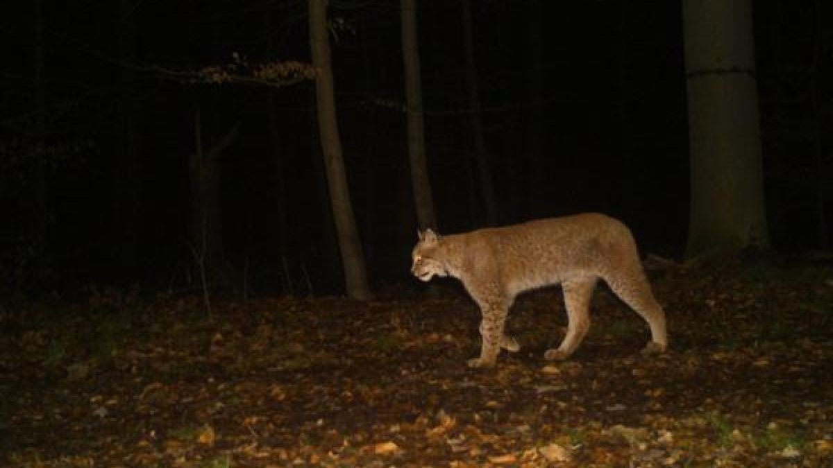 Auf dem Foto einer Wildtierkamera im Kyffhäuserkreis ist ein Luchs zu sehen. (Archivbild)