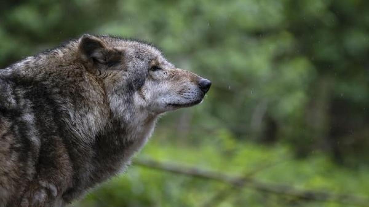 Vermutlich starb der Wolf durch einen Verkehrsunfall. (Symbolbild)