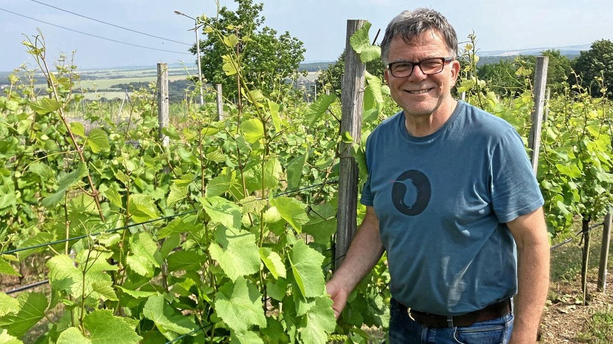 Andreas Freyer vom Weingut Weimar steht im Wein-Labyrinth. Er erwartet dieses Jahr eine gute Ernte, da seine Reben Niederschlag und Sonne bislang gut dosiert und zur richtigen Vegetationszeit bekamen. 