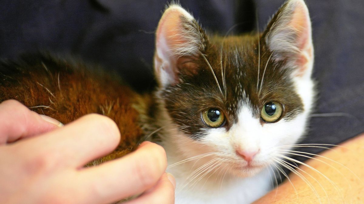 Zwei verwahrloste Katzen wurden einem Mann aus Erfurt abgenommen (Symbolfoto).  