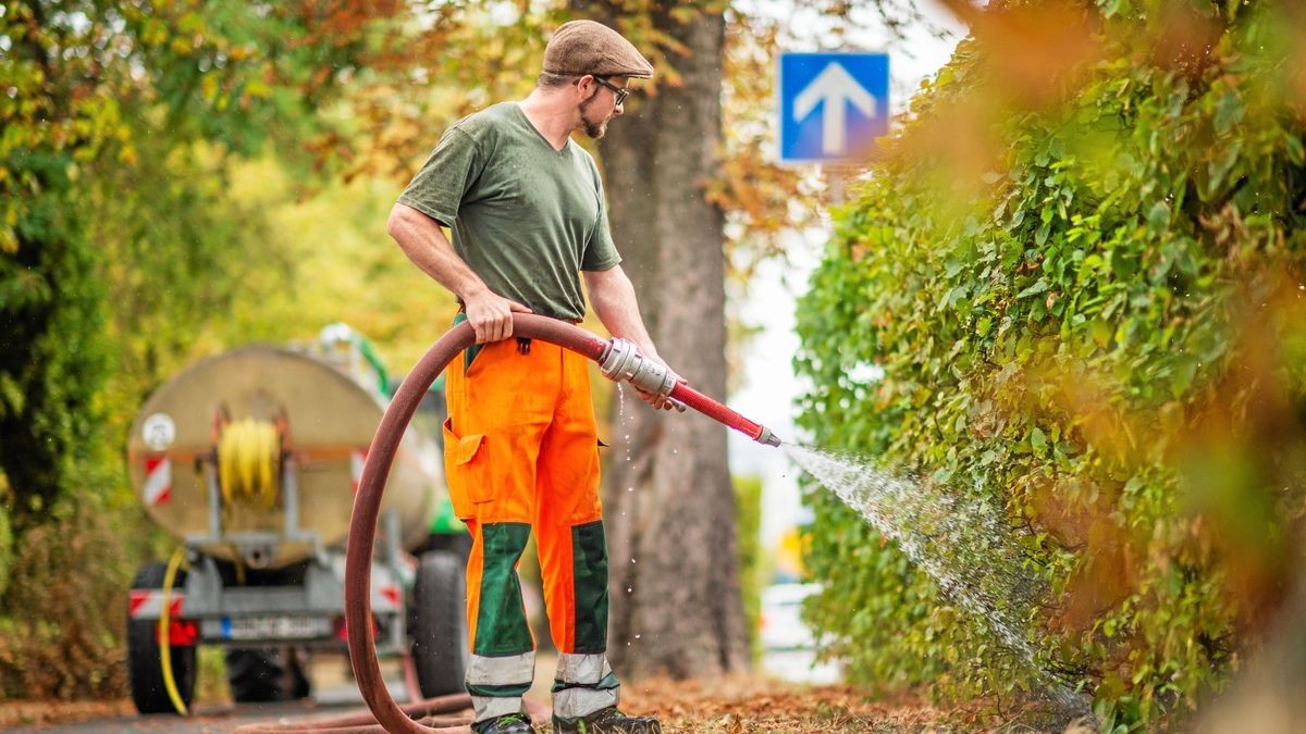 Bäume in Greiz haben mit Trockenheit zu kämpfen
