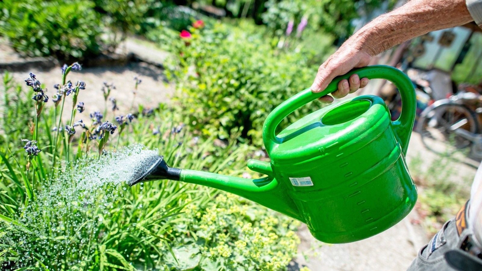 KampLintfort Richtig gießen im Sommer Gärtner gibt Tipps