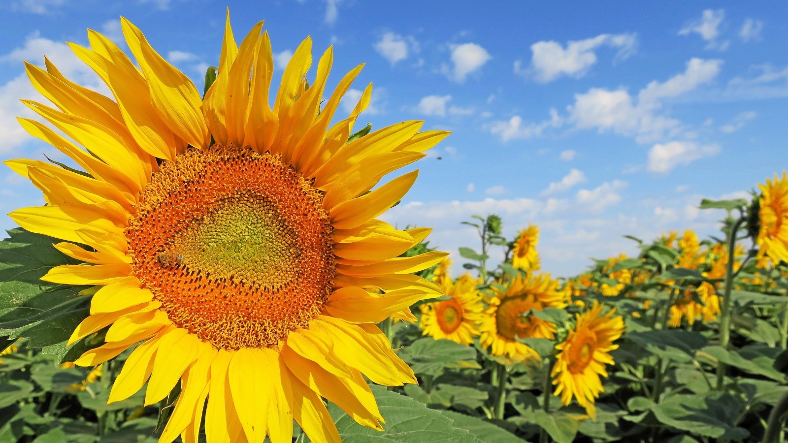 Sommergrüße aus dem Altenburger Land