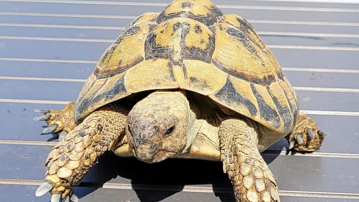 So sehen sie aus, die Landschildkröten.