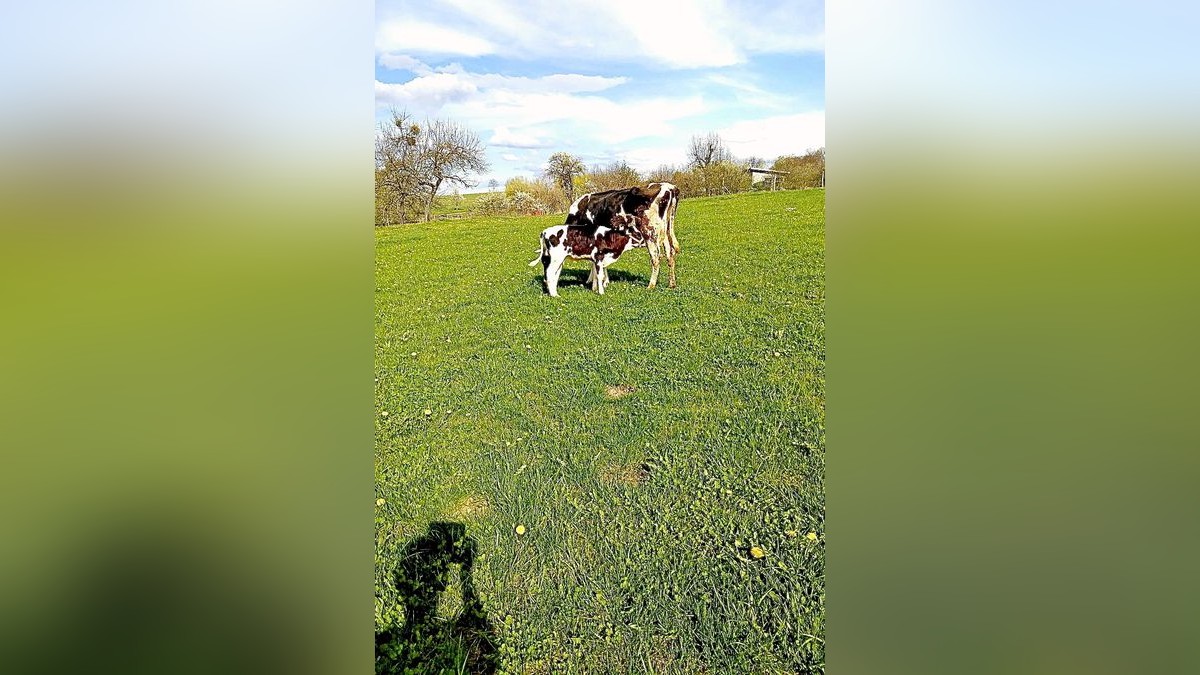 Auf dem Ökobauernhof Kohlmann in Kleinromstedt wurde das Kalb nach der Verletzung versorgt. Heute steht es wieder putzmunter bei der Mutter auf der Weide.