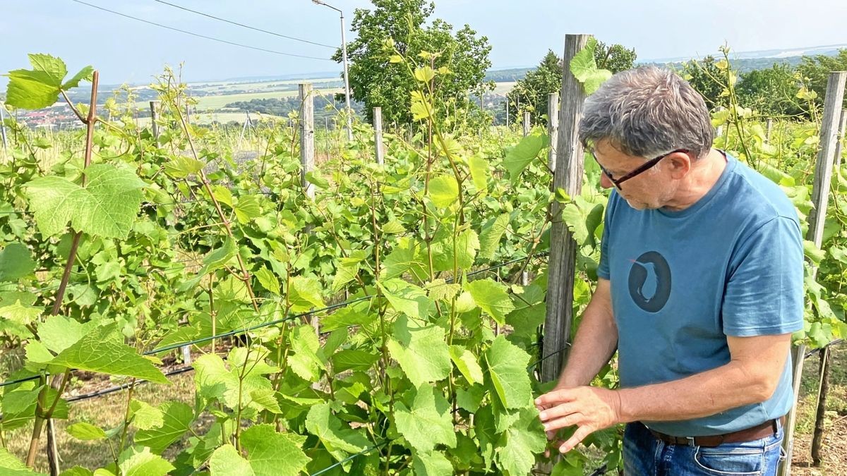 Andreas Freyer baut in Weimar Wein an. Er hat zudem ein Labyrinth geschaffen. 