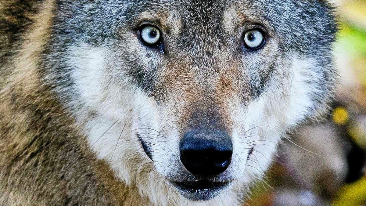 Die Wölfe in Thüringen vermehren sich langsam.