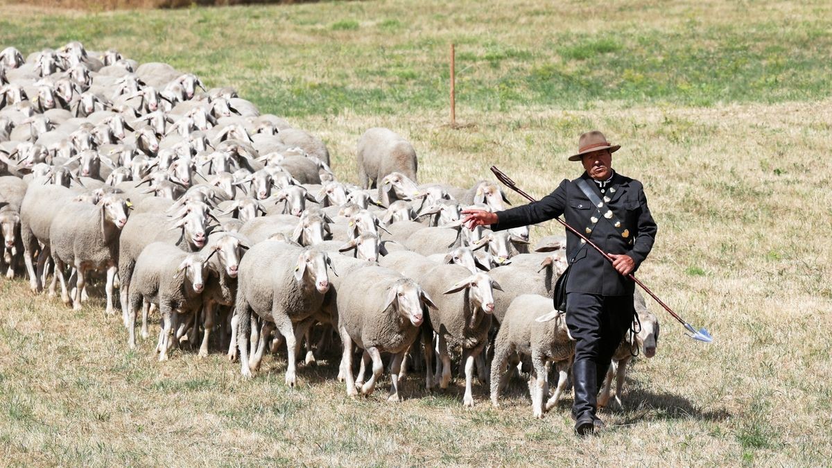 Schäfer Herbert Kind aus Königsee hat am Samstag bei den Landesmeisterschaften im Schafehüten seinen Titel verteidigt.